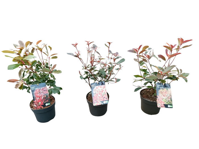 Photinia Glansmispel 17 cm